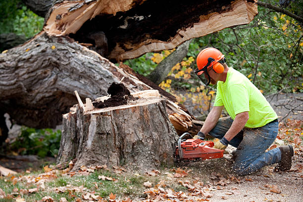 The Steps Involved in Our Tree Care Process in Morrow, GA